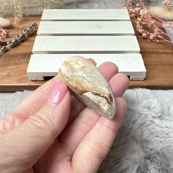 Beautiful Small Fossil Shell - Picture 5 of 6